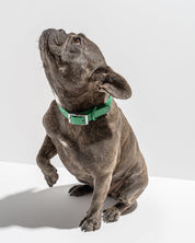 Collier pour chien