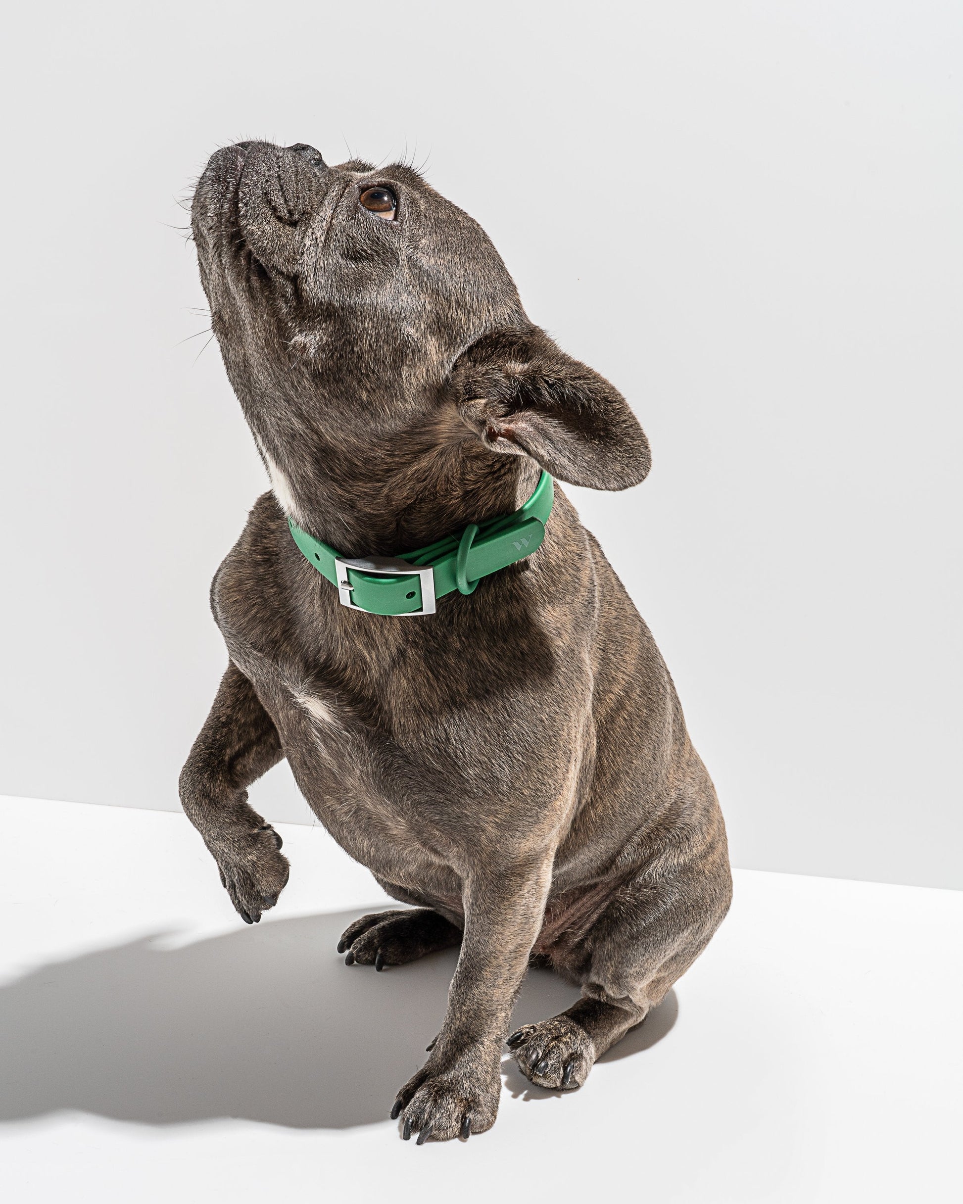 Collier pour chien