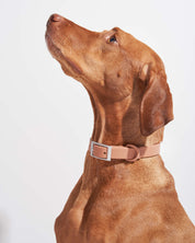 Collier pour chien