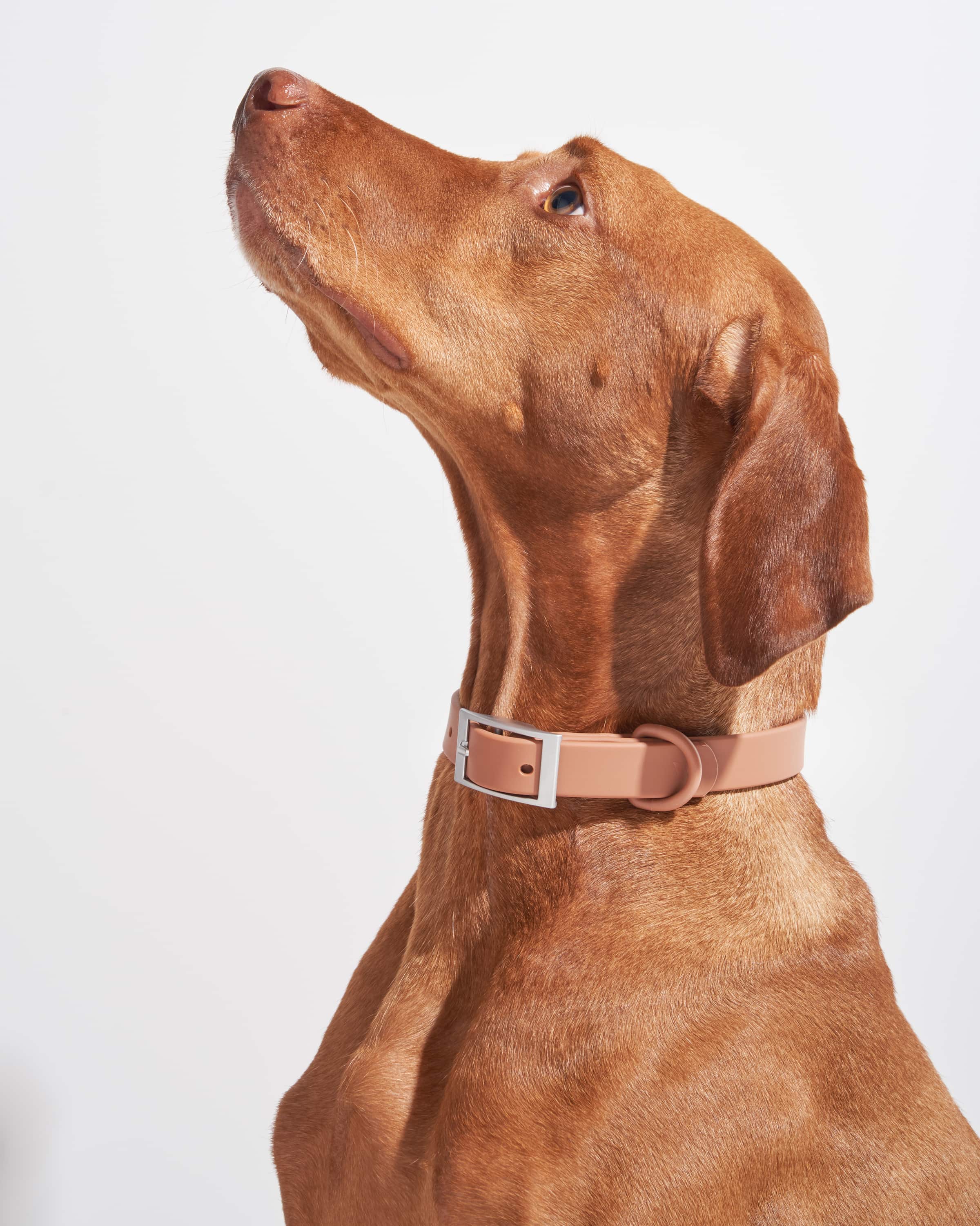 Collier pour chien