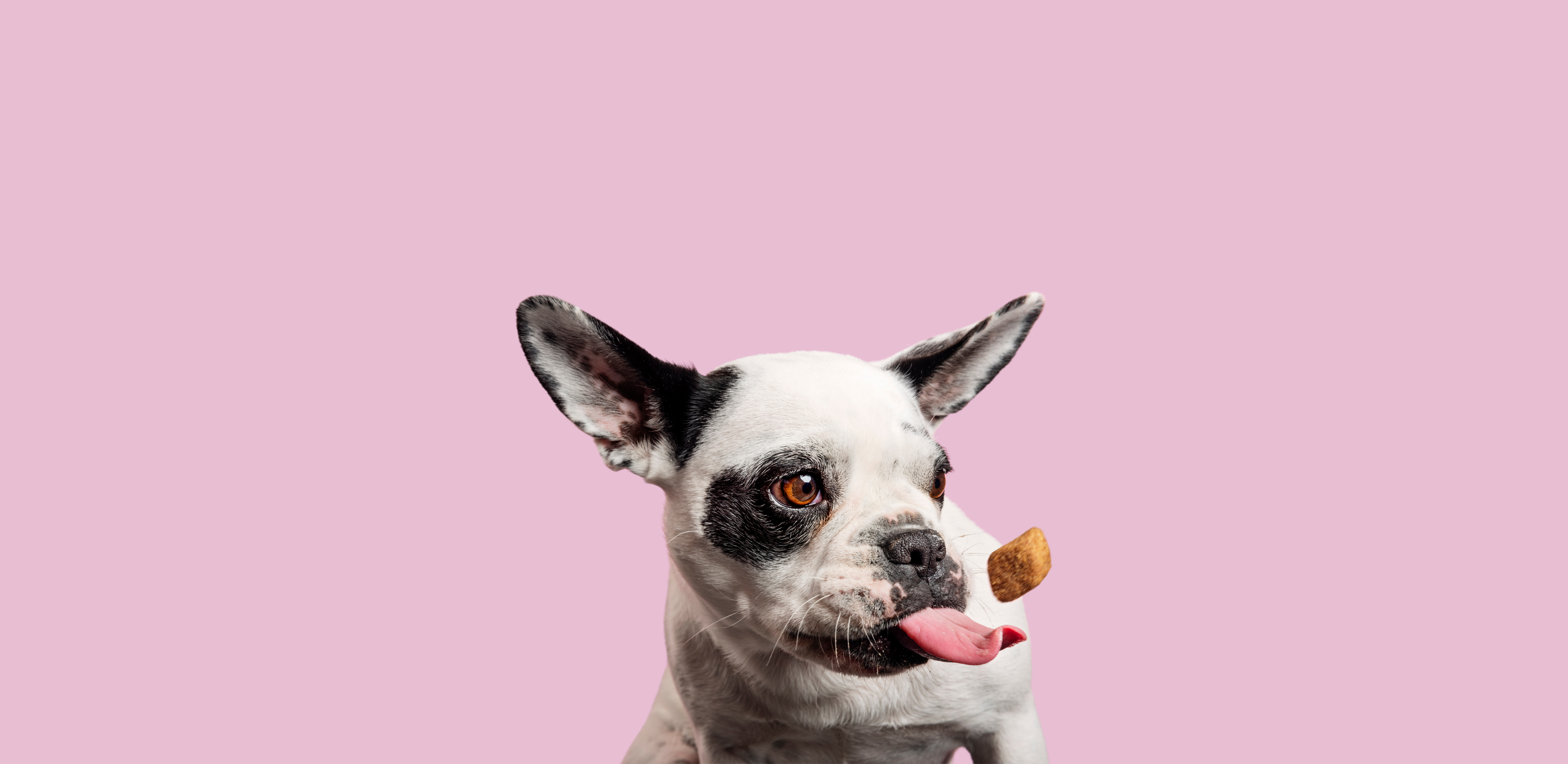 Voyager avec son chien : nos conseils