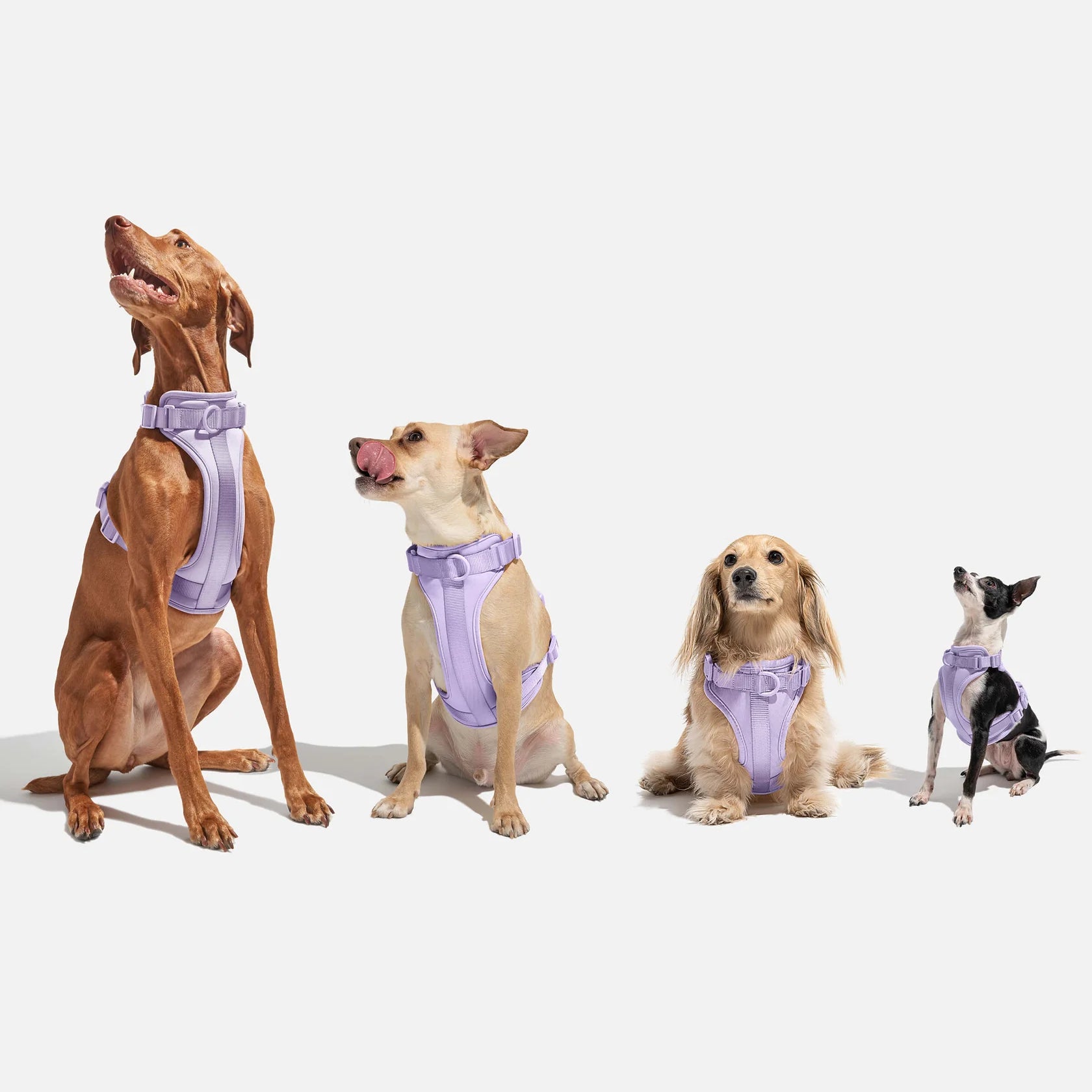 WO_VM_Harness_Lilac_SizeGuide_01_4x5_Web_1_jpg.webp