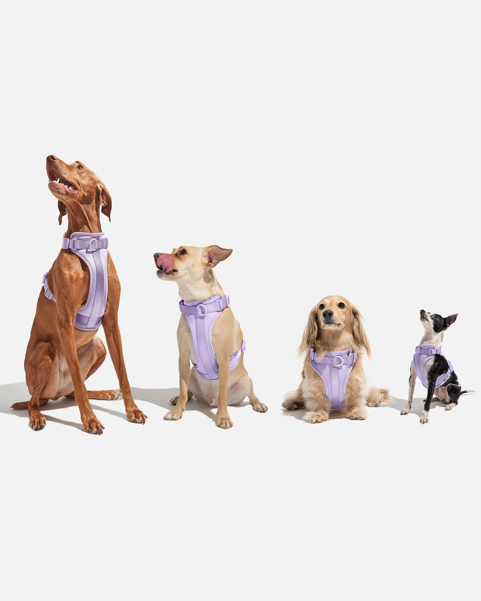 Harnais pour chien