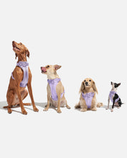 Harnais pour chien