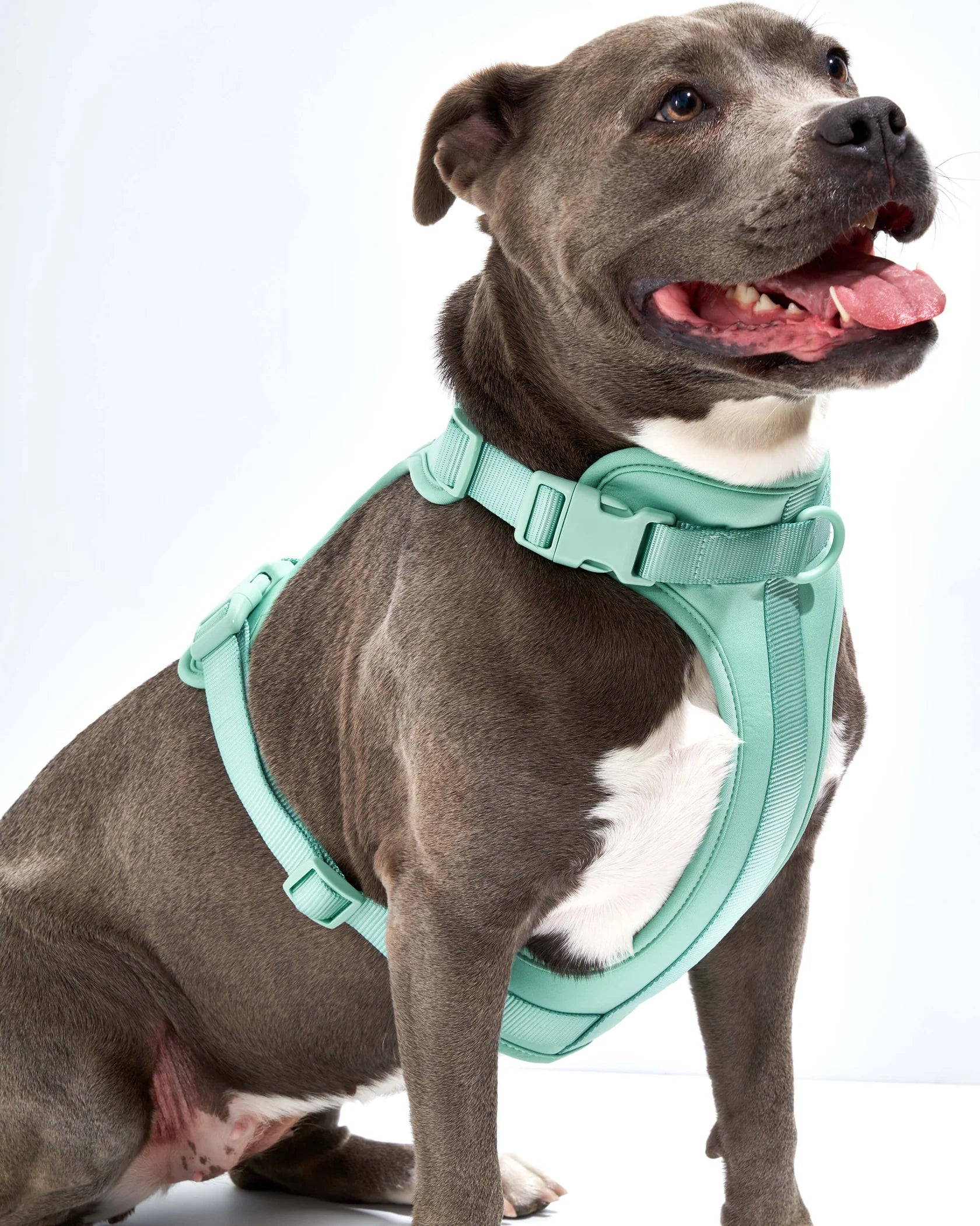 Harnais pour chien