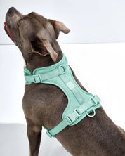 Harnais pour chien