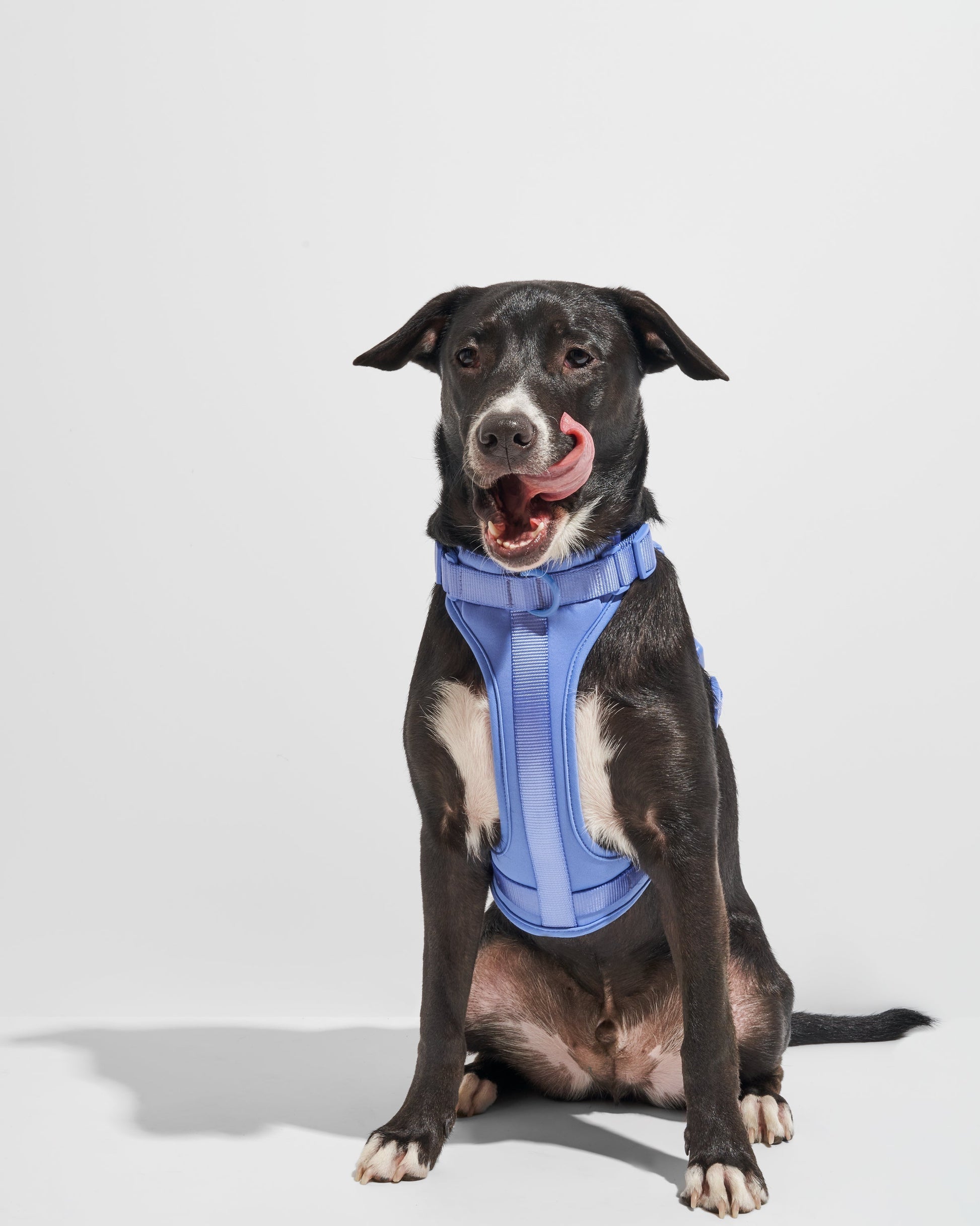 Harnais pour chien