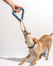 Triangle en caoutchouc et corde pour chien