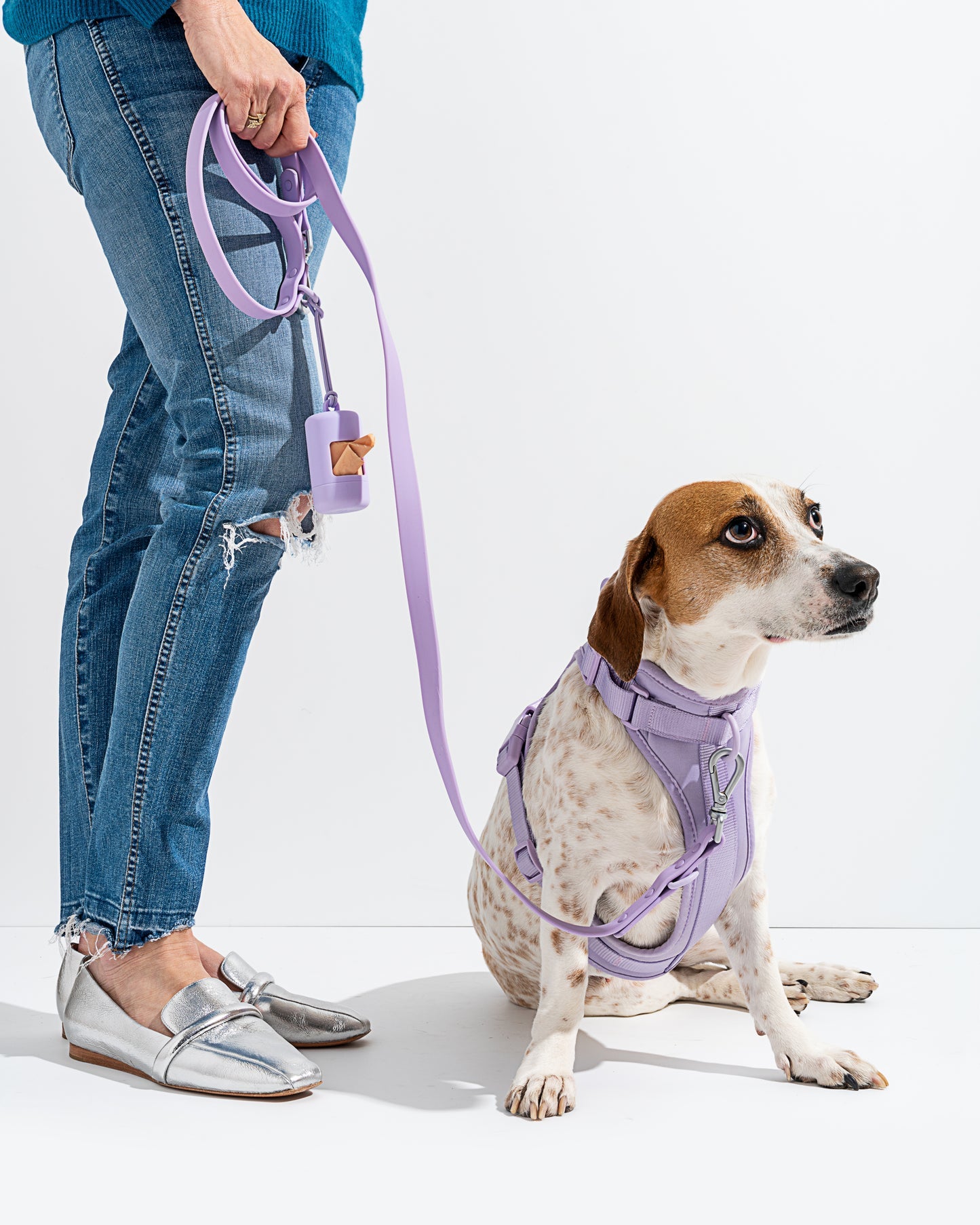 Harnais pour chien